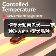 博美犬和京巴犬——两种迷人的小型犬品种(宠物犬中的明星组合,博美与京巴串串的故事与特点)(图2) 博美犬和京巴犬——两种迷人的小型犬品种(宠物犬中的明星组合,博美与京巴串串的故事与特点)(图2)