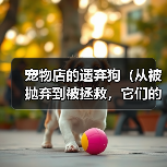 宠物店的遗弃狗(从被抛弃到被拯救,它们的无助与希望)(图3) 宠物店的遗弃狗(从被抛弃到被拯救,它们的无助与希望)(图3)
