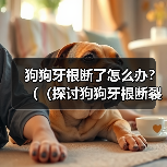 狗狗牙根断了怎么办?((探讨狗狗牙根断裂的原因及应对方法)(图4) 狗狗牙根断了怎么办?((探讨狗狗牙根断裂的原因及应对方法)(图4)