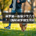 暹罗猫一胎最少生几个?(揭秘暹罗猫生育能力的秘密)(图3) 暹罗猫一胎最少生几个?(揭秘暹罗猫生育能力的秘密)(图3)