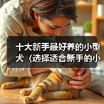 十大新手最好养的小型犬(选择适合新手的小型犬种,为您带来快乐的伴侣生活)(图3) 十大新手最好养的小型犬(选择适合新手的小型犬种,为您带来快乐的伴侣生活)(图3)