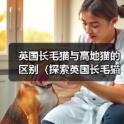 英国长毛猫与高地猫的区别(探索英国长毛猫和高地猫的特征和个性)(图1) 英国长毛猫与高地猫的区别(探索英国长毛猫和高地猫的特征和个性)(图1)