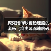 探究狗每秒跑动速度的奥秘（狗类奔跑速度破解与训练关键技巧）（图1）