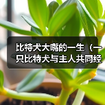 比特犬大嘴的一生（一只比特犬与主人共同经历的人生故事）（图1）