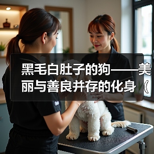 黑毛白肚子的狗——美丽与善良并存的化身（黑毛白肚子狗的特征及饲养指南）（图3）
