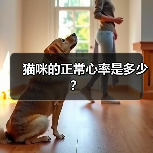 猫咪的正常心率是多少？（图2）