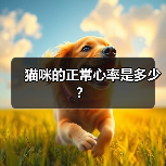 猫咪的正常心率是多少？（图4）