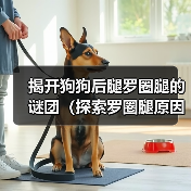 揭开狗狗后腿罗圈腿的谜团（探索罗圈腿原因和治疗方法）（图1）
