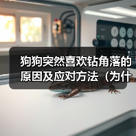 狗狗突然喜欢钻角落的原因及应对方法（为什么狗狗会喜欢钻角落？如何正确应对？）（图4）