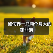 如何养一只两个月大的加菲猫(图1) 如何养一只两个月大的加菲猫(图1)