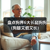 盘点狗界6大长腿狗狗（狗腿又细又长）（图4）