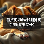 盘点狗界6大长腿狗狗（狗腿又细又长）（图1）