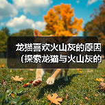 龙猫喜欢火山灰的原因(探索龙猫与火山灰的特殊关系)(图3) 龙猫喜欢火山灰的原因(探索龙猫与火山灰的特殊关系)(图3)