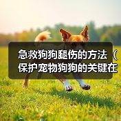 急救狗狗腿伤的方法（保护宠物狗狗的关键在于快速正确的急救）（图3）
