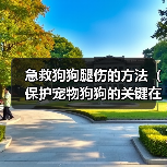 急救狗狗腿伤的方法（保护宠物狗狗的关键在于快速正确的急救）（图2）