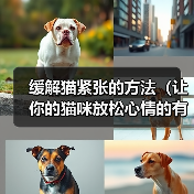缓解猫紧张的方法（让你的猫咪放松心情的有效途径）（图1）