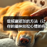 缓解猫紧张的方法（让你的猫咪放松心情的有效途径）（图4）