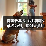 德国牧羊犬(以德国牧羊犬为例,探讨犬类对主人的保护本能)(图1) 德国牧羊犬(以德国牧羊犬为例,探讨犬类对主人的保护本能)(图1)