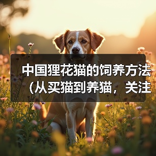 中国狸花猫的饲养方法（从买猫到养猫，关注健康成长）