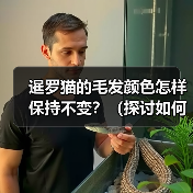 暹罗猫的毛发颜色怎样保持不变？（探讨如何防止暹罗猫毛发变黑的方法与技巧）（图4）