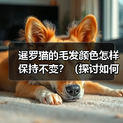 暹罗猫的毛发颜色怎样保持不变？（探讨如何防止暹罗猫毛发变黑的方法与技巧）（图2）