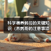 科学喂养鹩哥的关键知识(养鹩哥的注意事项及喂养技巧)(图4) 科学喂养鹩哥的关键知识(养鹩哥的注意事项及喂养技巧)(图4)