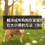 解决成年狗狗在家里到处大小便的方法(快速有效训练狗狗定点排便)(图3) 解决成年狗狗在家里到处大小便的方法(快速有效训练狗狗定点排便)(图3)