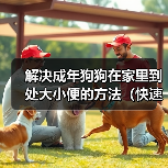 解决成年狗狗在家里到处大小便的方法(快速有效训练狗狗定点排便)(图4) 解决成年狗狗在家里到处大小便的方法(快速有效训练狗狗定点排便)(图4)