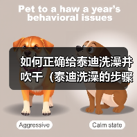 如何正确给泰迪洗澡并吹干（泰迪洗澡的步骤和技巧，让它爱上洗澡）（图2）