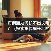 布偶猫为何长不出长毛?(探索布偶猫长毛的原因和特点)(图2) 布偶猫为何长不出长毛?(探索布偶猫长毛的原因和特点)(图2)