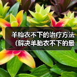 羊胎衣不下的治疗方法(解决羊胎衣不下的最简单方法及注意事项)(图1) 羊胎衣不下的治疗方法(解决羊胎衣不下的最简单方法及注意事项)(图1)