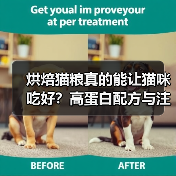 烘焙猫粮真的能让猫咪吃好？高蛋白配方与注意事项分析（图1）