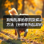 狗狗乱尿的原因及解决方法(分析狗狗乱尿的几个原因,并提供相关解决方法)(图1) 狗狗乱尿的原因及解决方法(分析狗狗乱尿的几个原因,并提供相关解决方法)(图1)