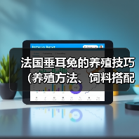 法国垂耳兔的养殖技巧（养殖方法、饲料搭配、疾病防治等）（图4）