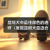 昆明犬中最佳颜色的选择(发现昆明犬最适合的颜色,提供理想的伴侣)(图2) 昆明犬中最佳颜色的选择(发现昆明犬最适合的颜色,提供理想的伴侣)(图2)