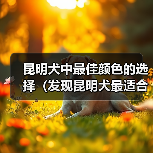 昆明犬中最佳颜色的选择(发现昆明犬最适合的颜色,提供理想的伴侣)(图4) 昆明犬中最佳颜色的选择(发现昆明犬最适合的颜色,提供理想的伴侣)(图4)