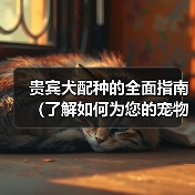 贵宾犬配种的全面指南(了解如何为您的宠物贵宾犬选择合适的伴侣)(图1) 贵宾犬配种的全面指南(了解如何为您的宠物贵宾犬选择合适的伴侣)(图1)
