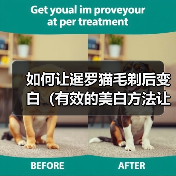 如何让暹罗猫毛剃后变白（有效的美白方法让暹罗猫的毛色焕发新生）（图1）