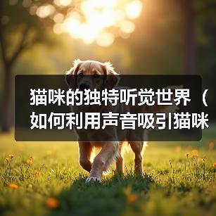 猫咪的独特听觉世界(如何利用声音吸引猫咪注意)(图4) 猫咪的独特听觉世界(如何利用声音吸引猫咪注意)(图4)