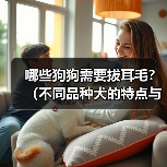 哪些狗狗需要拔耳毛?(不同品种犬的特点与耳毛清理方法)(图1) 哪些狗狗需要拔耳毛?(不同品种犬的特点与耳毛清理方法)(图1)