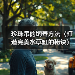 珍珠吊的饲养方法(打造完美水草缸的秘诀)(图1) 珍珠吊的饲养方法(打造完美水草缸的秘诀)(图1)