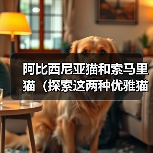 阿比西尼亚猫和索马里猫(探索这两种优雅猫咪的起源与特征,了解它们的相似与差异)(图1) 阿比西尼亚猫和索马里猫(探索这两种优雅猫咪的起源与特征,了解它们的相似与差异)(图1)