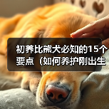 初养比熊犬必知的15个要点(如何养护刚出生的比熊犬,让它成为你的最佳伴侣?)(图1) 初养比熊犬必知的15个要点(如何养护刚出生的比熊犬,让它成为你的最佳伴侣?)(图1)