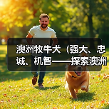澳洲牧牛犬（强大、忠诚、机智——探索澳洲牧牛犬的护卫才能）（图4）