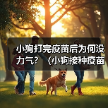 小狗打完疫苗后为何没力气?(小狗接种疫苗后的不适症状及应对方法)(图1) 小狗打完疫苗后为何没力气?(小狗接种疫苗后的不适症状及应对方法)(图1)
