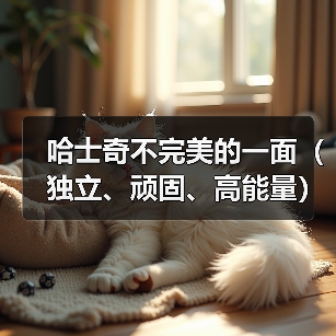 哈士奇不完美的一面(独立、顽固、高能量)(图1) 哈士奇不完美的一面(独立、顽固、高能量)(图1)
