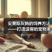 安第斯灰鸫的饲养方法——打造温馨的宠物家园（从生活习性到饲养技巧，全方位解析安第斯灰鸫的养殖要点）（图4）