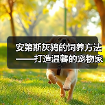 安第斯灰鸫的饲养方法——打造温馨的宠物家园（从生活习性到饲养技巧，全方位解析安第斯灰鸫的养殖要点）（图3）