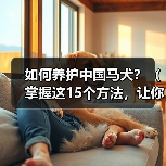 如何养护中国马犬?(掌握这15个方法,让你的宠物健康快乐成长!)(图3) 如何养护中国马犬?(掌握这15个方法,让你的宠物健康快乐成长!)(图3)