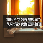 如何科学饲养褐拟雀?从环境饮食到健康管理全解析(图1) 如何科学饲养褐拟雀?从环境饮食到健康管理全解析(图1)